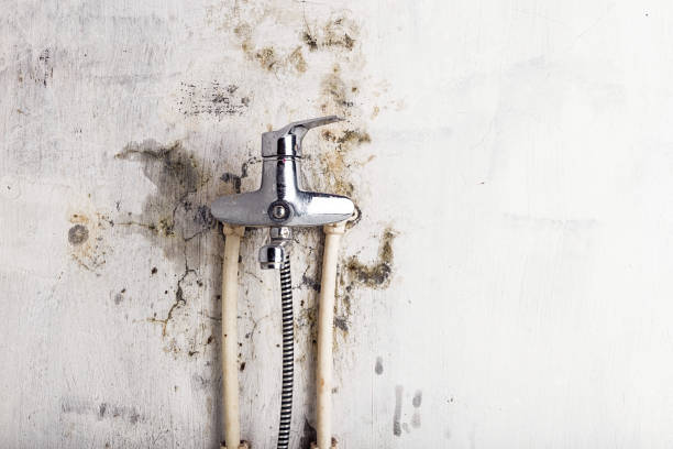 Best Best Mold Removal Companies  in Banning, CA