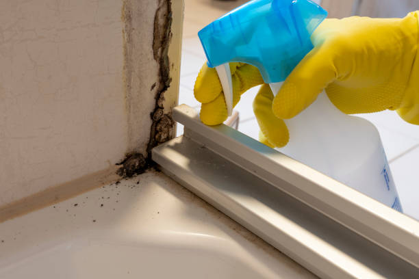 Best Residential Mold Removal  in Banning, CA