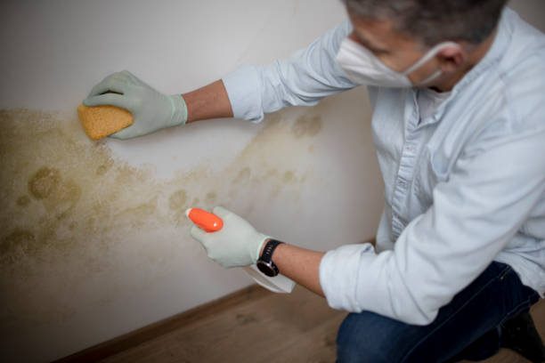 Best Fast Mold Removal  in Banning, CA