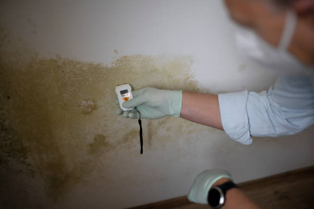 Professional Mold Removal in Banning, CA
