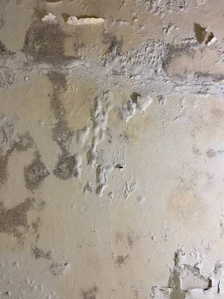 Best Mold Removal Specialists  in Banning, CA