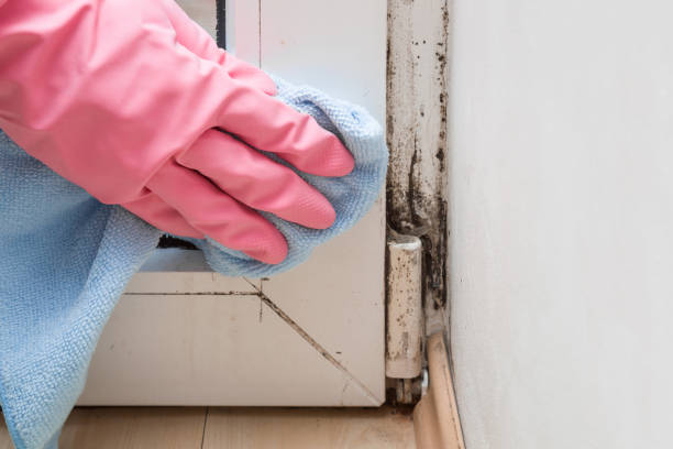 Best Toxic Mold Removal  in Banning, CA